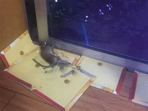 家裡有老鼠怎麼處理